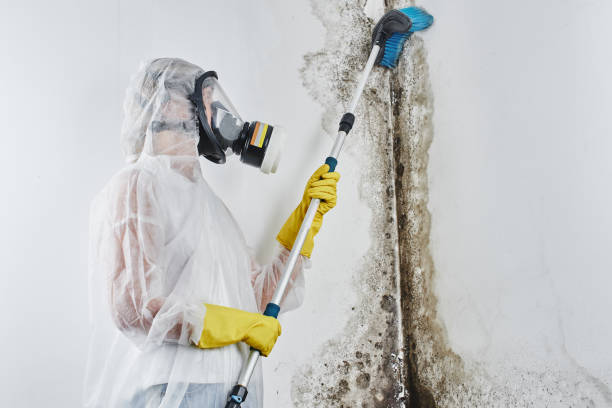 Best Post-Remediation Services in Yorkville, WI