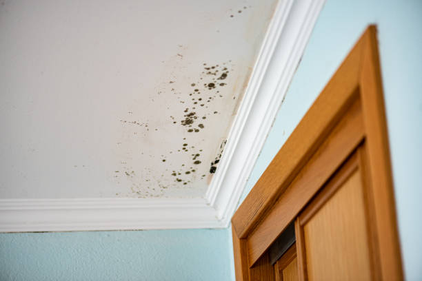 Best Crawl Space Mold Remediation in Yorkville, WI