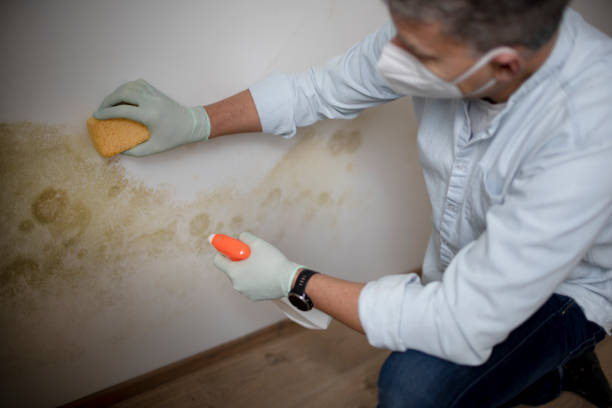 Best Residential Mold Remediation in Yorkville, WI