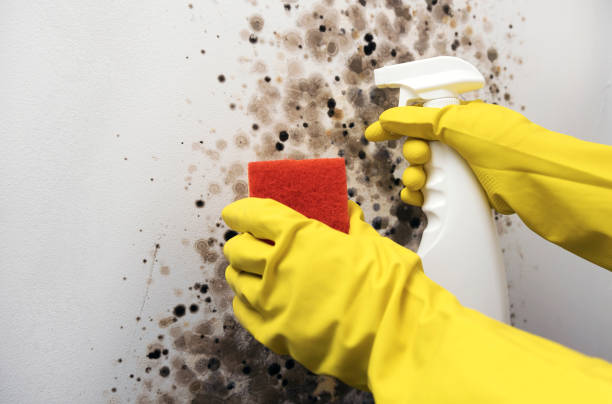Best Mold Testing and Inspection Services in Yorkville, WI