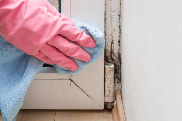 Best Localized Mold Remediation (e.g., coastal areas, humid climates) in Yorkville, WI